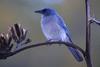 Jay