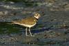 Killdeer