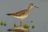 Lesser Yellowlegs