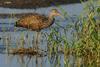 Limpkin