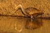 Limpkin