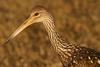 Limpkin