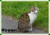 Domestic cat