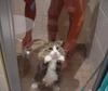 poor kitty!