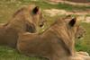 lions