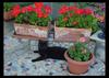 Domestic cat