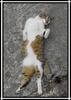 Domestic cat