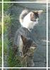 Domestic cat
