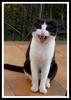 Domestic cat
