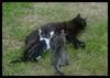 Domestic cat