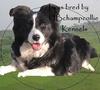 DOGS 4 THOUGHT
