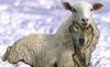 Wolf in Sheep's Clothing