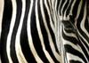Zebra pattern