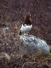 Readhead --> Willow Ptarmigan