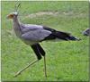 Secretary Bird