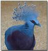 Victoria Crowned Pigeon