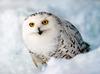 Snowy Owl