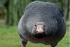 Big ass goose