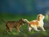 Kittens in journey