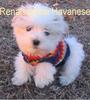 Havanese dog