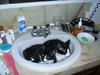 Bathroom Cats