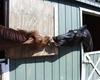 horses