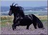 Friesian canter purple flowers