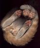 Dessous...:::pUSSY bALLS :::