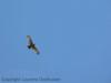 Unidentified eagle please help