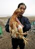 Chicken with four legs