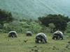 [Daily Photos] Giant Galapagos Tortoises, Isabela Island, Galapagos