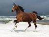 [Daily Photos] Norwegian Beach Warmblood