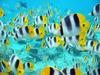 [Daily Photos] School of Tropical Fish, Tahiti