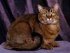 [Daily Photos] Tabby Toy Cougar Cat