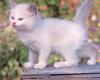 Cute kitten