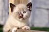Cute kitten