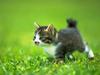 Cute kitten