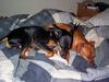 You always sleep better when you have someone to snuggle with.