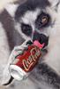 Coke Addict