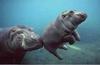 Baby hippo