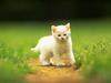 White kitty