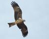 Bird of prey in flight