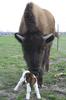 BUFFALO KISSING BABY GOAT