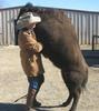 BUFFALO DANCEING WITH HUMAN MAN