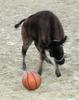 BUFFALO PLAYING BASKETBALL