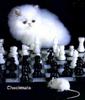 checkmate cat
