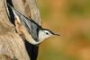 White-breasted Nuthatch