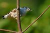 White-breasted Nuthatch