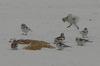 Snow buntings