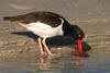 Oystercatcher